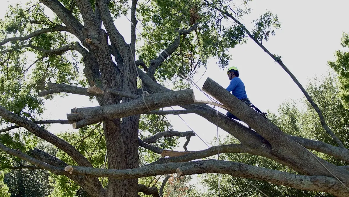 Professional Hazardous Tree Removal performed by certified arborists in Atherton